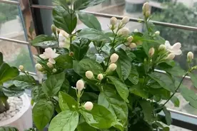 养茉莉花，做到“3个狠”，才能狂开花开爆花香喷喷！图片