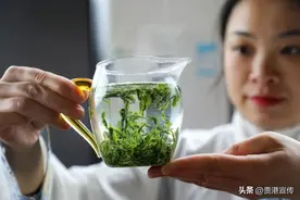 唤醒春天的味道，从这一口春茶开始！图片