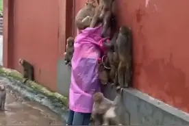 黔灵山的猴群闹剧：一位女游客的遭遇与人与动物共存的困境图片
