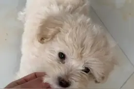 狗狗神经炎，两周痊愈🎉亲测！图片