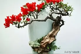 空酒瓶不要扔，先要问问养花人，走～一起去捡空酒瓶。图片