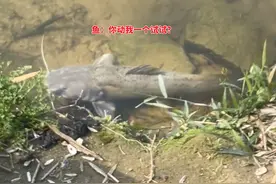 牢底坐穿鱼？广东男子发现大鱼欲扔石头去砸，靠近后发现是芝麻剑图片