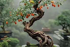 到沟渠边挖棵枸杞老桩，到了秋季挂满红色的果子，好看还是补品图片