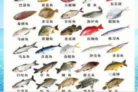 哪种鱼的刺少？好吃图片