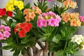 老桩长寿花，一盆养出高级感图片