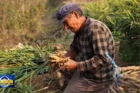 五莲县石场乡：生姜种植拓宽乡村致富路图片