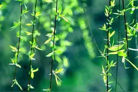 “春风杨柳万千条，六亿神州尽舜尧”的历史背景和内涵图片