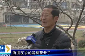 呼和浩特：桃树生理错乱立冬时节开花，原因是……图片