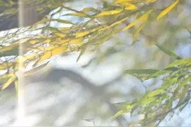 一个家庭的不幸，一定是因为有一个“窝里横”图片