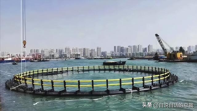 巴西黄鱼胶多少钱一斤 2026年巴西鱼胶便宜吗