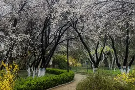 济南：东风正好，玩转“花”样泉城图片