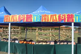 立晨农庄：特色南瓜艺术节 带动趣味体验游图片