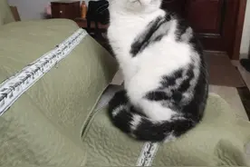 猫是通过什么方式认人的，闻气味还是看人图片