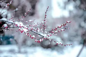 小雪｜一枝参透乾坤缊，生意都从小雪来图片