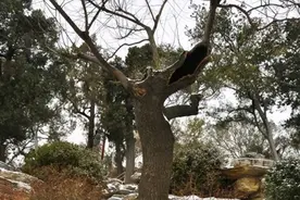 300多年前，那棵吊死崇祯皇帝的“老歪脖子树”，如今还活着吗？图片