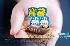 现实世界的“虫虫特工队”｜发现大湾区图片