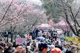 2025“相约春天赏樱花”知音湖北赏花游活动在武汉启动图片