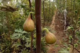 无花果是“凶树”吗？院子里栽种无花果树好不好？科学给出解释图片