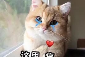 养猫人的忠告：不要轻易养母猫，原因很真实！图片