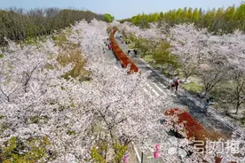 31.3℃！苏州刷新3月最高气温纪录图片