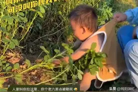 笑死了，萌娃使出吃奶的劲拔不出花生，被哥哥拎起来助力，太可爱图片