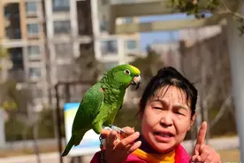 鹦鹉眼里到底有没有主人的概念？答案出人意料图片