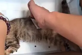 瘫痪小猫经手法复位后恢复行动，“中医正骨”到底有多神奇？图片