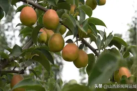 盐湖区龙居镇：冷链仓储助力红香酥梨“鲜”甜各地图片