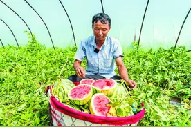 合肥“验瓜师”教你如何选到“梦中情瓜”图片