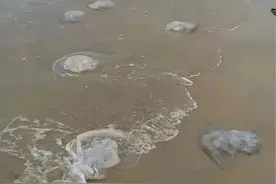 千万别碰！有剧毒！严重可致死！图片