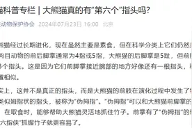 大熊猫真的有“第六个”指头吗？中国野生动物保护协会：实为“伪拇指”，和人类大拇指位置相似图片