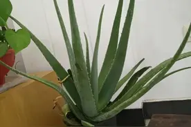 养护库拉索芦荟2个原因导致叶片越养越薄，株型凌乱图片