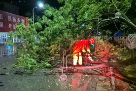 暴风雨过，大树折断，消防抢险忙！图片