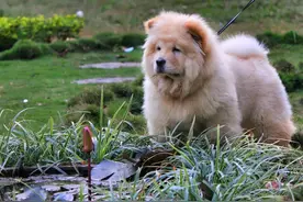 北京一女子违规遛松狮犬，老人被吓坏摔伤！法院判了图片