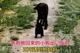 万事有灵性狗狗长大后还能认识自已的妈妈图片