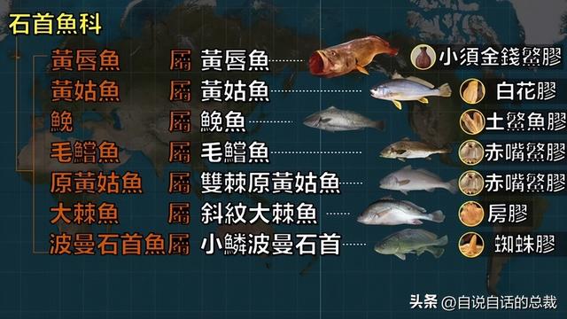 最贵的花胶多少钱一斤 2026年全世界最贵的花胶