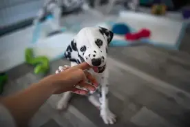 高发期来临！狂犬病暴露的处置方式图片