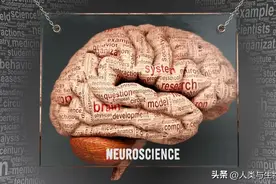 脑干图片