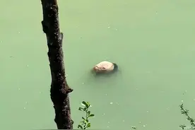 又见大熊猫溺亡，它到底会游泳吗？图片