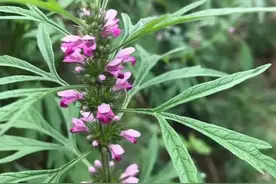 高血压就怕这颗草，活血调经、利水消肿，一用就是40年！图片