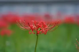 彼岸花开，一见惊艳！来苏州西山岛赏花图片