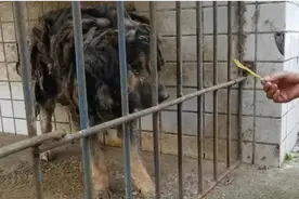 藏獒被主人关铁笼12年，用钢筋焊死，解救后不敢出门，毛发成一坨图片