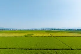 分田单干争议几十年，如今回头看利弊，谁更有话语权图片