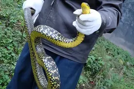 蛇究竟能长到多大？世界上最大的蛇真潜伏在秦岭的深山老林中吗？图片