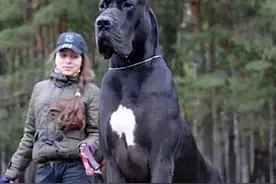 狗界‘天花板’！20种体型逆天的猛犬，战斗力不输狮子！图片