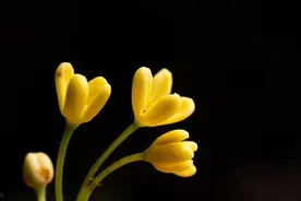 三分钟带你成为“桂花通”图片