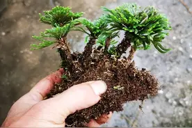 爬山时遇到“还魂草”，不要不好意思，挖一棵，养在家里好处多多图片