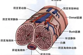 怎么让海绵体“二次发育”？又壮又强？必须满足两个条件图片