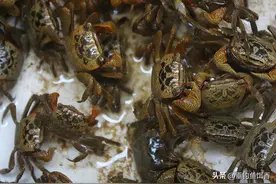 南京河道螃蟹“疯狂”入侵！钓友直呼：这到底是鱼窝还是蟹巢？图片