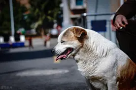 狗狗临死前会做的7件怪事！第5件让主人后悔一辈子！图片